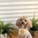 온양애견미용 이미지