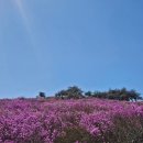 소재사 - 달성군 유가면 | [대구] 전국 최대 규모 비슬산 참꽃 군락지 대견사 등산 코스 / 버스 후기