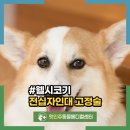 몽벨로 펫 케어센터 | 의정부동물병원 웰시코기, 좌측 후지 전십자인대 고정술 성공 후기