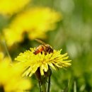 꿀벌 동물병원 이미지