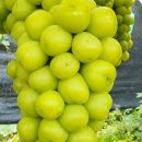 바구니농원 이미지