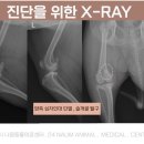 다나음동물병원 이미지