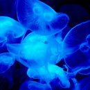 대양신약 이미지