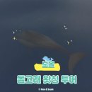 은빛물고기 | 보홀 돌고래 투어 후기｜알로나 비치 출발, 발리카삭까지 하루 코스