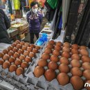 천안메추리농장 이미지