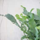 바다향기블루 이미지