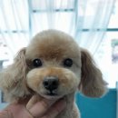 그 남자의 grooming # 공간 이미지