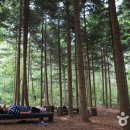 '서울대공원 산림치유숲' 체험기 이미지
