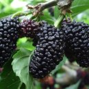 오디에