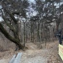 구름이 쉬는 나무 이미지