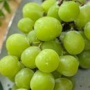 자연청과 이미지