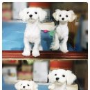 포들포들 이미지