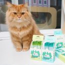 강아지공간 이미지