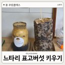 느타리버섯 키우기 표고버섯 키우기 후기｜아이와 집에서 자연관찰 체험