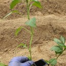 길안천 돌담집 이미지