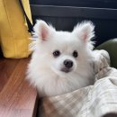 빨간다리 | 군산 장자도 칼국수 오션뷰 맛집 빨간다리 야외 애견 동반 가능