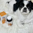 벳케어 동물병원 | 강아지 기관지영양제 추천 페노비스 인캡슐 브로멜라인 급여 후기