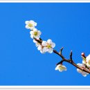 봄의노래 이미지