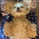 견공상회 | 46~53] 일본에서 한국으로! 일본재입국카드, 친족초청비자준비, 동부하나리무진 후기, 한국에서 보낸 날★