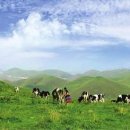 신강목장 이미지