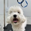 모현동물병원 | 용인 삼가 역북 동백 동탄 모현 양지 백암 애견미용실 추천