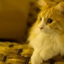 라가(RAGA) 이미지