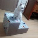 청호세탁 | 내돈내산 강아지계단 추천(+레드퍼피 펫스텝, 청호유통 강아지계단)