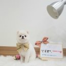 그루밍솔 이미지