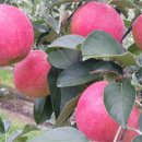 태송농장 이미지