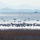 순천만 뜰 이미지