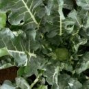 수완농장 이미지