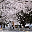 제주 애월 벚꽃 장전리에서 매년 보고 온답니다 이미지