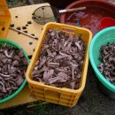 백두농장 이미지