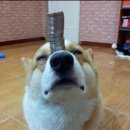 통통치킨분식