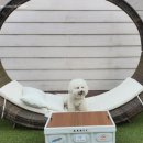 엘시아 애견풀빌라 이미지