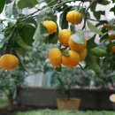 감귤박물관 이미지