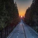 기지시 메타세콰이아 이미지