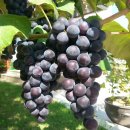 버드니마을 이미지