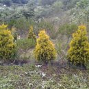 좋은나무 이미지