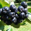 아로니아 이미지