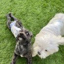 수려하개 이미지