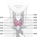 갑상선기능 저하증 원인 증상 치료 갑상선기능 저하증 자가진단 이미지