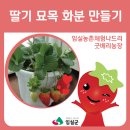 베리굿딸기농장
