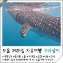 정세영농장 | 보홀 3박5일 자유여행 일정 비용 경비 고래상어투어 패스트트랙 후기