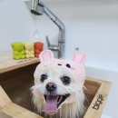 두리애견 이미지