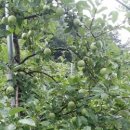 잭과 사과나무 이미지