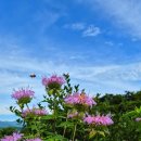 한국양봉농협 동물병원 | 2025 옛새미농원의 양봉과 한국양봉농협 방문&amp;구매해 온 나날들 및 여름을 지나며 월동준비를 하고 있는...