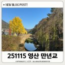 영산 만년교 | 251115 영산 만년교 은행나무 나들이 다녀왔어요