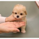 플랜멍강아지분양대구