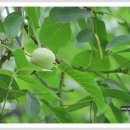 호두나무 이미지